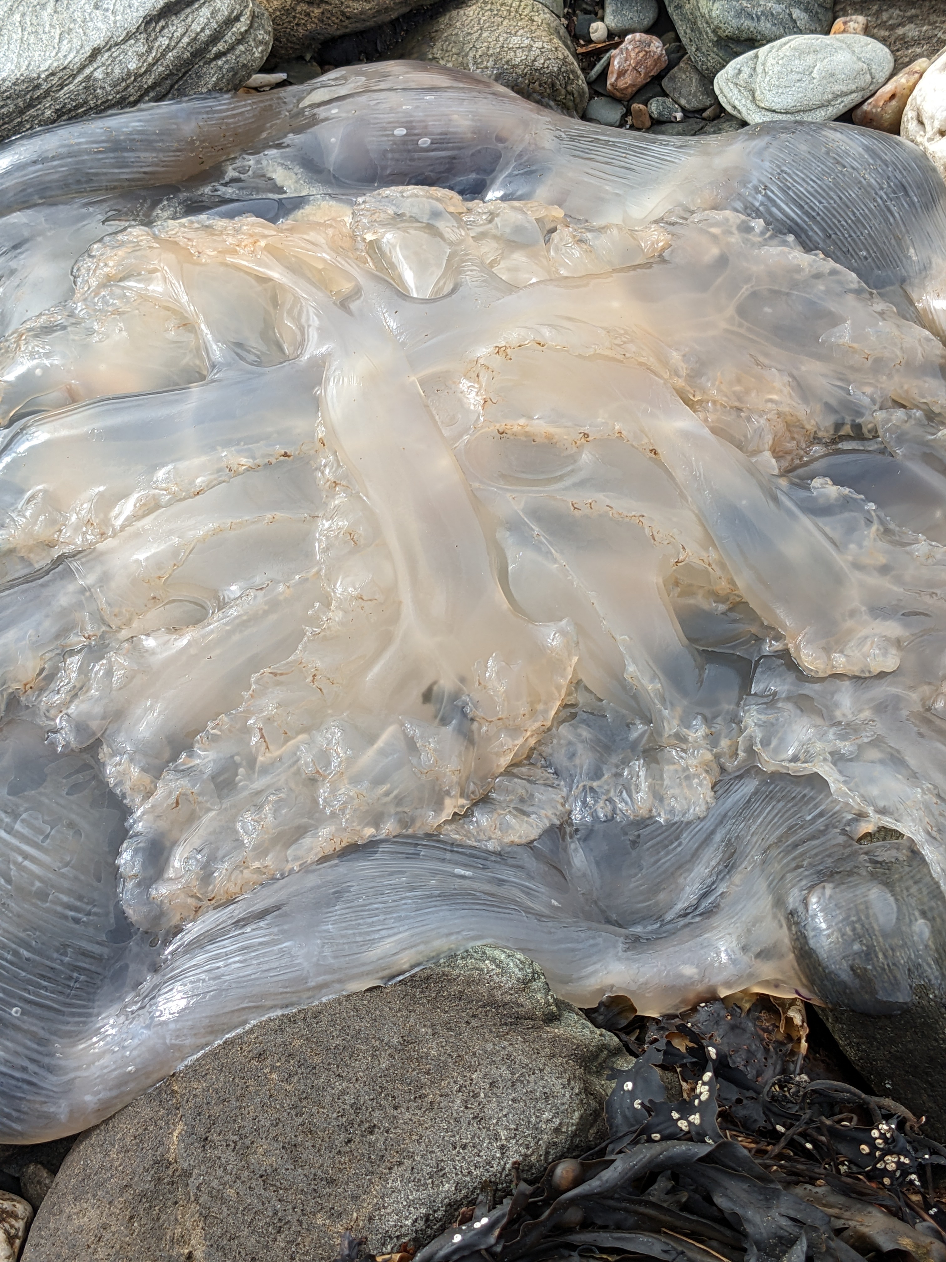 Jelly Fish8